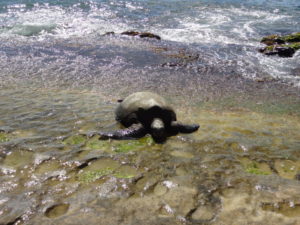ラニアケアビーチのウミガメ